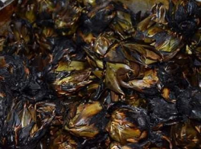 Carciofi al barbecue