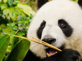 I Panda amano le torte speciali