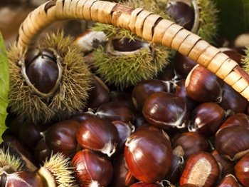 Castagne: i tesori dell'autunno