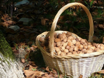 Noci: eclettiche e fantasiose