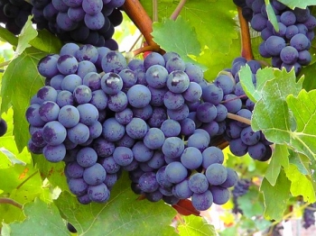 Dolci veloci al vino rosso per un autunno caldo e speziato