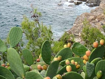 Marmellata di fichi d'India