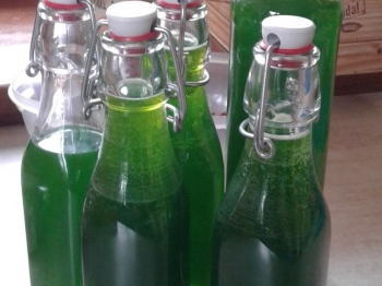 Liquore alla menta