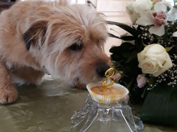 Muffin per amici amici a 4 zampe e...non solo!