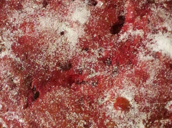 Ciaccia dolce umbra