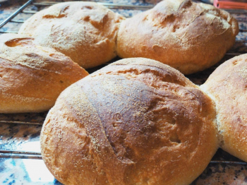 Pane di semola