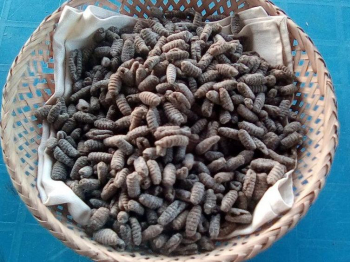 Malloreddus con farina di canapa
