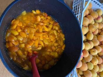 Marmellata di albicocche pellecchielle