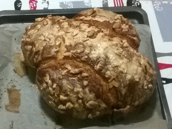 COLOMBA SOFFICISSIMA