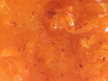marmellata di cachi