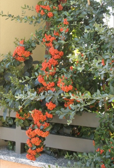 immagine risposta 14647397
