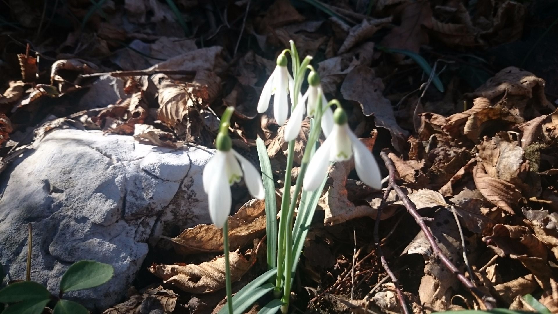 immagine post Primi segni di primavera...