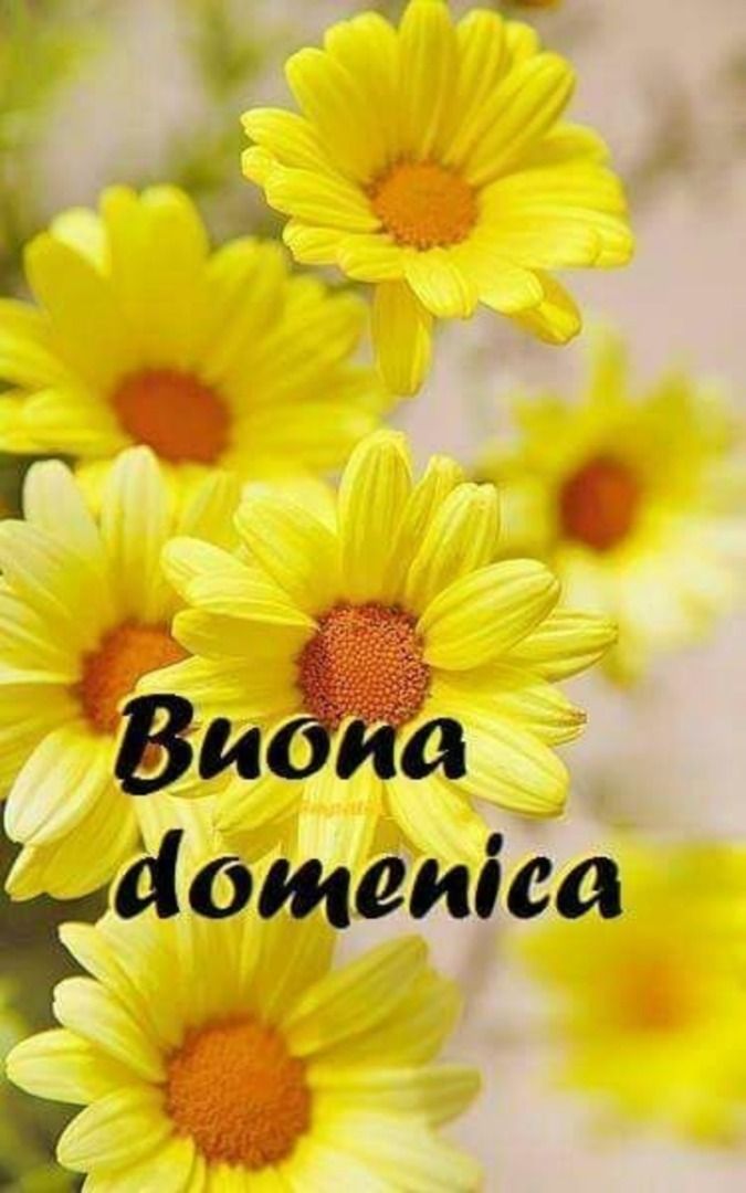 immagine post 🌻🌸Domenica primaverile 🌼🌸