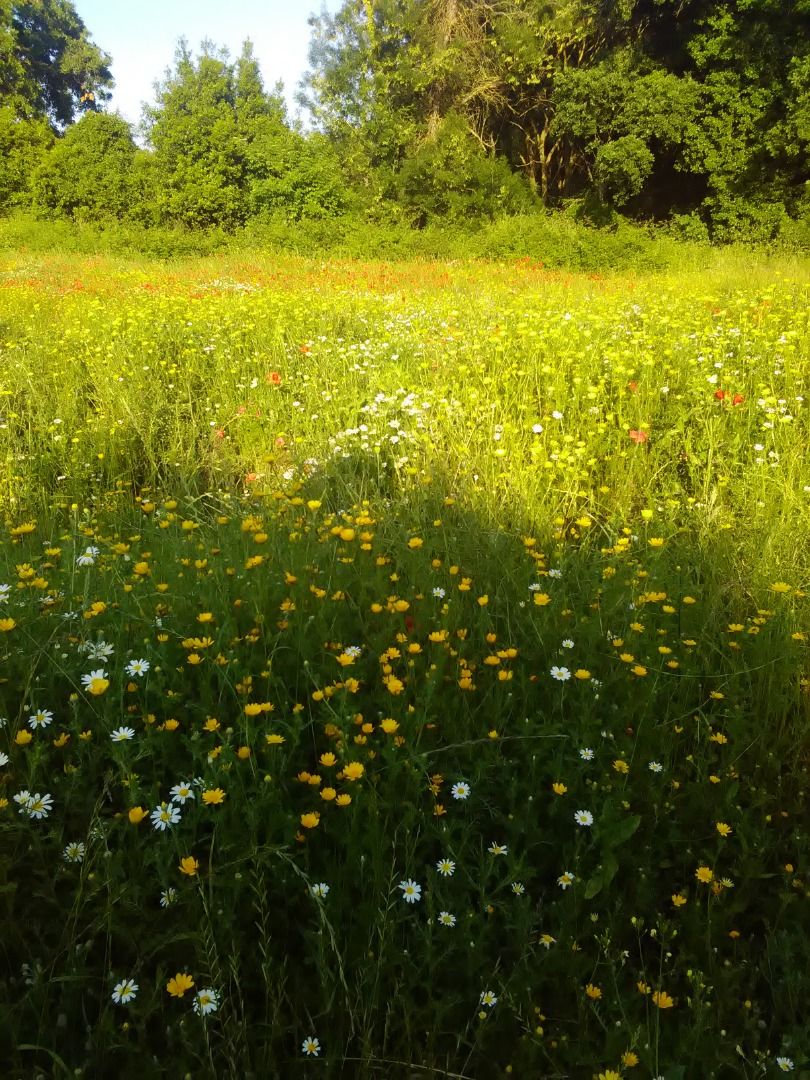 immagine post La natura troppo bella:)