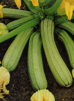 ZUCCHINE,CHE PASSIONE!